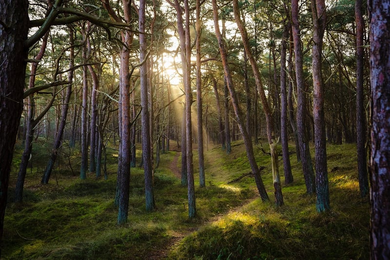 Forest Sounds